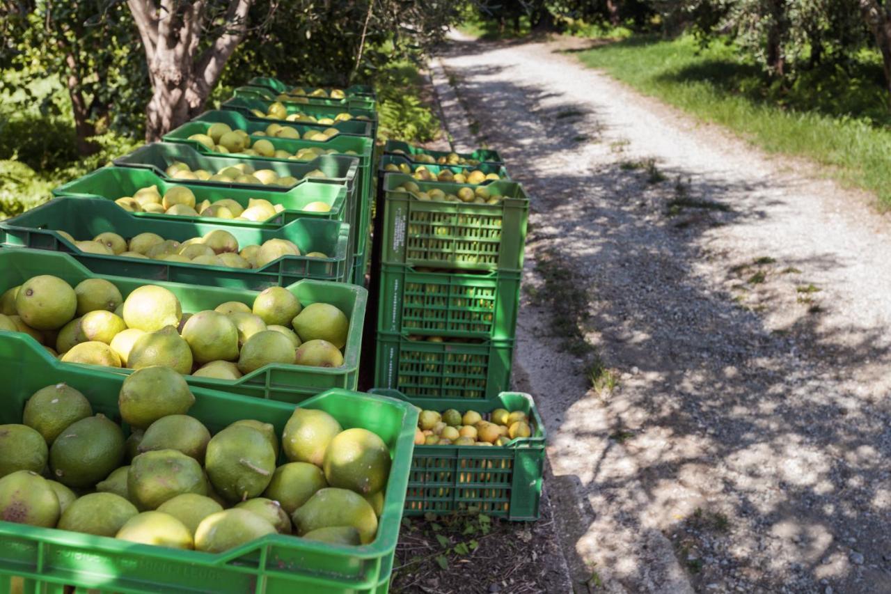 Agricontura Pensionat Capri Leone Exteriör bild